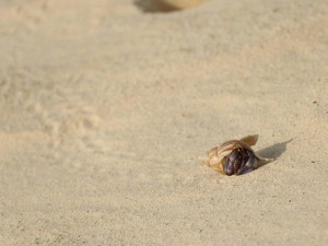 PicsPlay_1349703363118