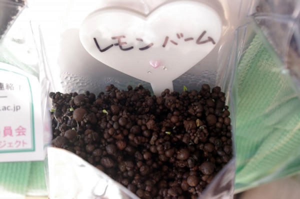 20130923_hana_lemonberm