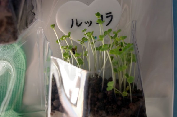 20130923_hana_rukkora