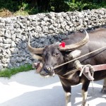 taketomi_suigyusha_03