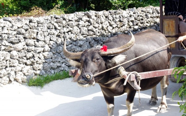 【竹富島】水牛車に乗ってみた