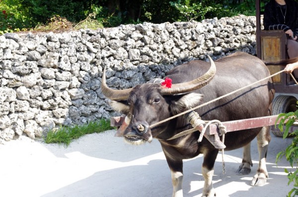 taketomi_suigyusha_03