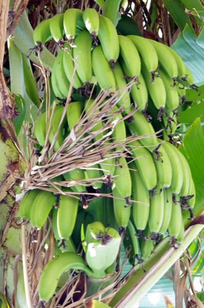 taketomi_suigyusha_08