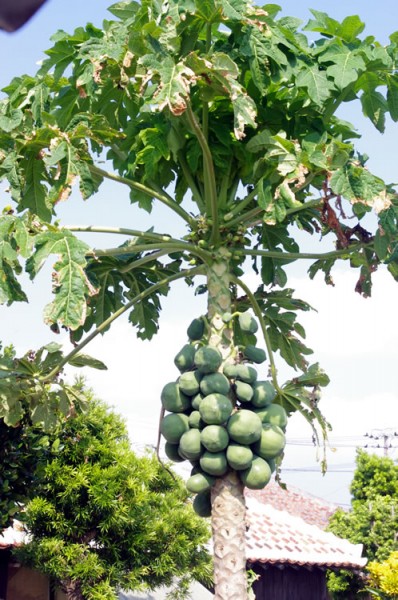 taketomi_suigyusha_09