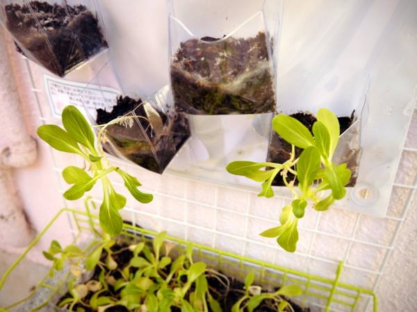 1512668_574801282595392_575956523_n