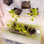 1544958_574801222595398_1912971441_n