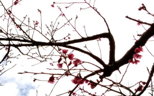 桜ちらほら(名護岳)