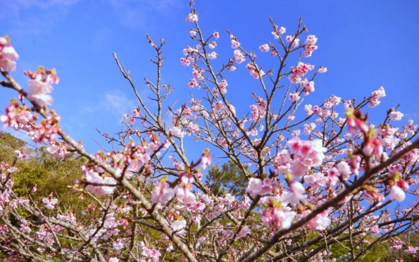 本部 八重岳桜の森公園
