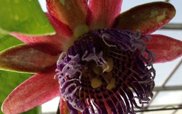 パッションフルーツの花｜沖縄ゆく年くる年ﾌｫﾄｺﾝﾃｽﾄ