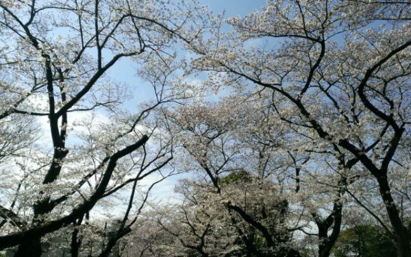 お花見in東京（谷中霊園＆上野）