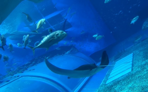 沖縄に移住して21年・・・・。もう、離れられません。