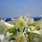 沖縄県　伊江村　リリーフィールド公園