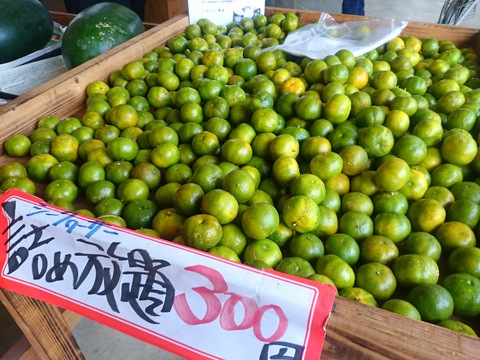 みかんの里20151126sk10k