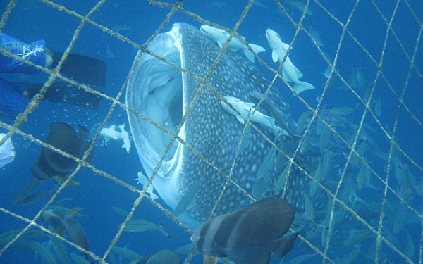 ジンベエザメ 青の洞窟シュノーケル｜沖縄旅の思い出ﾌｫﾄｺﾝﾃｽﾄ