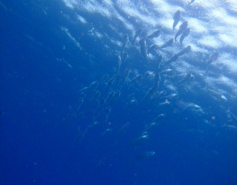 マーメイドと体験ダイビングのセットプランを申し込みました。｜沖縄旅の思い出ﾌｫﾄｺﾝﾃｽﾄ