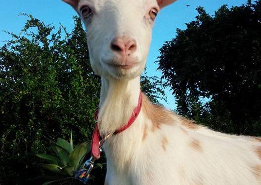 動物と触れあえる、うちなーファーム（糸満市）