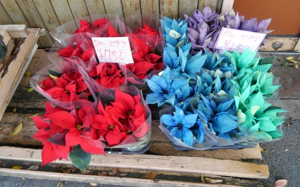 花が無料で頂ける　花の店メルヘン