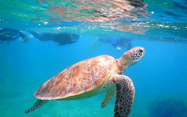 宮古島でウミガメシュノーケル｜沖縄旅の思い出ﾌｫﾄｺﾝﾃｽﾄ