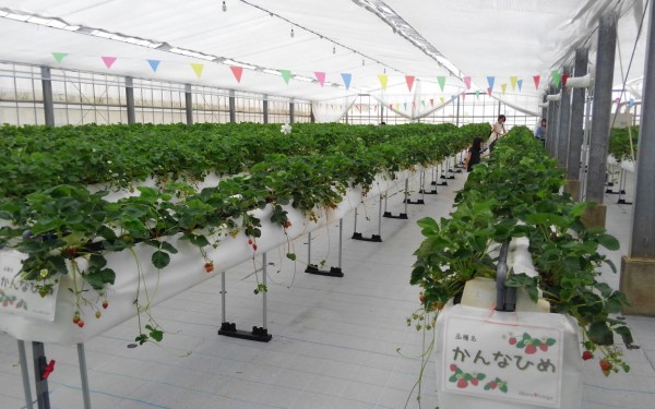 南部でイチゴ🍓狩り 美らイチゴ(糸満市)
