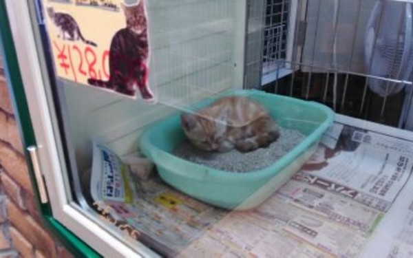 ペットの事なら何でもそろうPETBOXへ（那覇市）