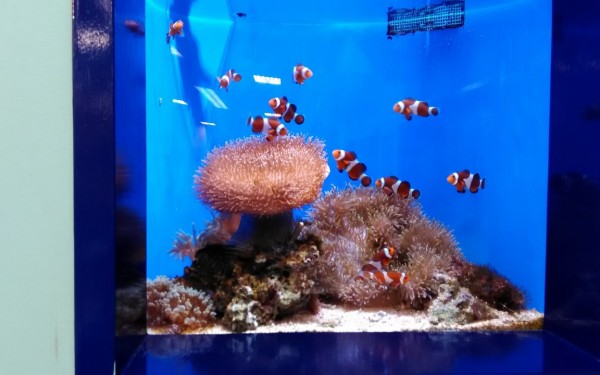 国際通りにもある水族館 うみちゅらら(那覇市)