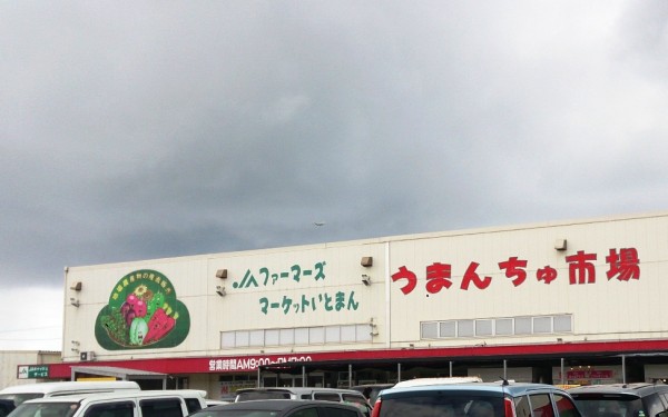 ドラゴンフルーツ食べごろとなりました。いとまんファーマーズうまんちゅ広場(糸満市)