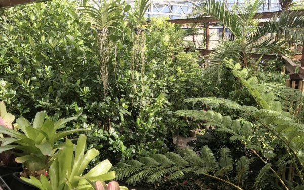 いつの間にかリニューアル!?ナゴパイナップルパーク（名護市）