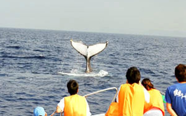 【国立公園ケラマ諸島】プロのクジラガイドがご案内!ホエールウォッチング!那覇発/送迎あり