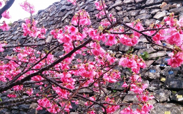今帰仁城跡の桜見（今帰仁村）