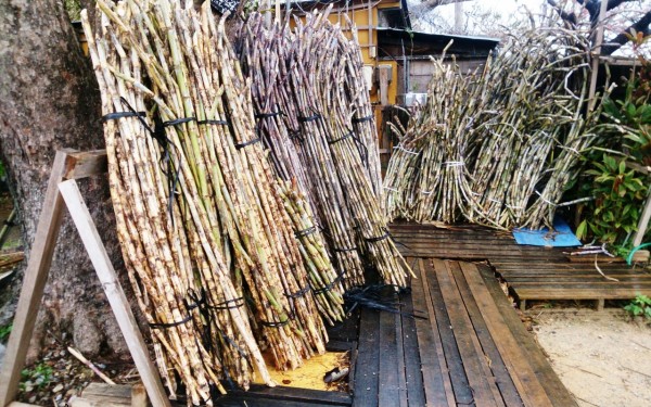 しぼりたてさとうきび生ジュースが飲めます(今帰仁村)