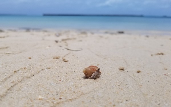 綺麗な濃く青い海で泳ぐことができました｜沖縄旅の思い出ﾌｫﾄｺﾝﾃｽﾄ