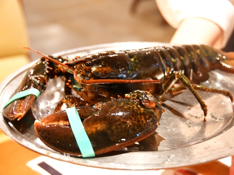 REDLOBSTER20190309sk1k