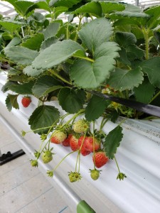 inbound6488384992879547235