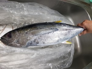 inbound4115317614924699154