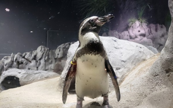 ちゅら海とはひと味違う空港近くの水族館　楽しめます(豊見城市)