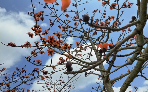 キワタの花満開(嘉手納町)