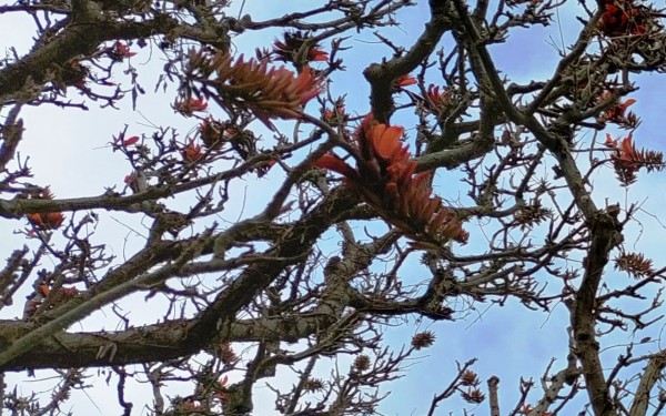 3月なのにデイゴのお花咲いてました(沖縄市)
