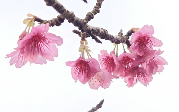 日本一早咲き「八重岳桜まつり」スタート♪（本部町）