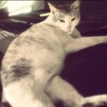 ミーコ さんのプロフィール写真