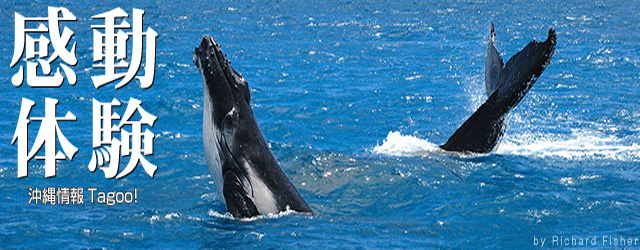 【特集】沖縄ホエールウォッチングツアー2017