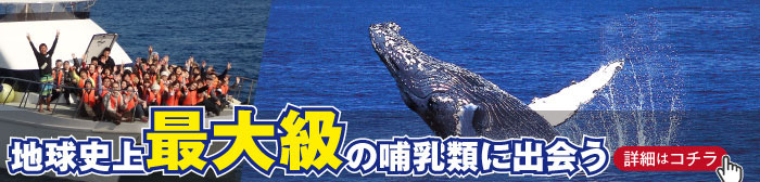 ホエールウォッチング沖縄